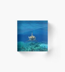 Shark Acrylic Block