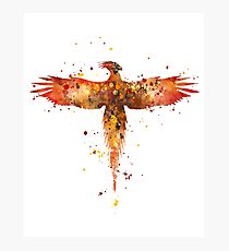 Fawkes Photographic Print