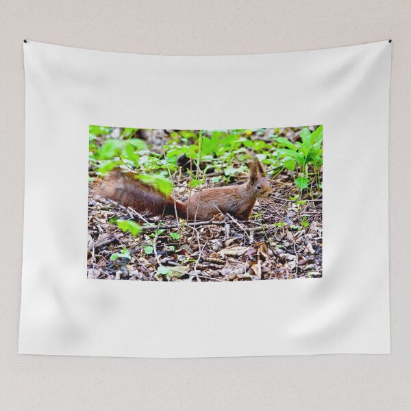 Item preview, Red squirrel designed and sold by MarekM.