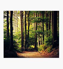 Woods Are Calling Photographic Print