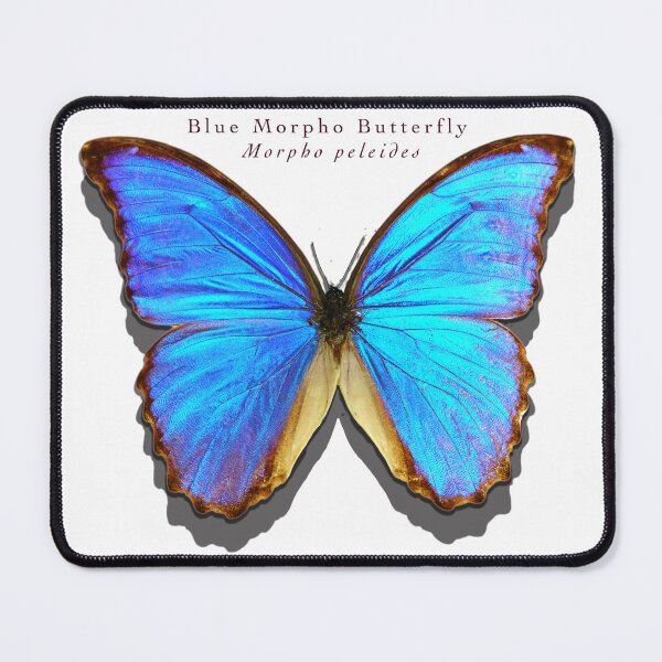 Item preview, Blue Morpho butterfly designed and sold by Trish Hart.