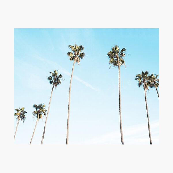 Palms print, Palm art, Minimalist Photographic Print