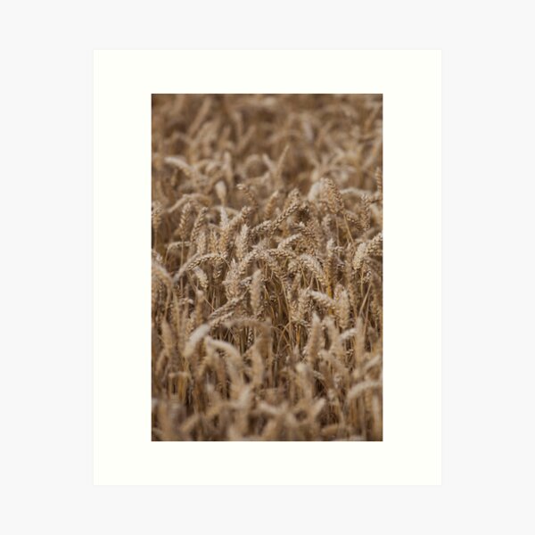 crops Art Print