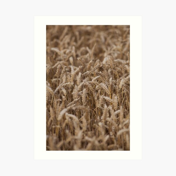 crops Art Print