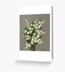 Lilies of the valley - acrylic painting Greeting Card
