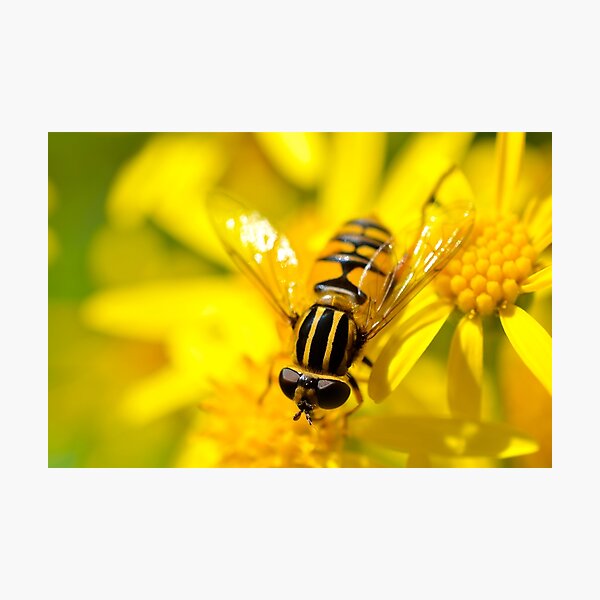 Mellow Yellow Photographic Print