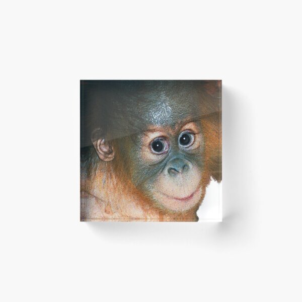 Item preview, orangutan  designed and sold by Trish Hart.