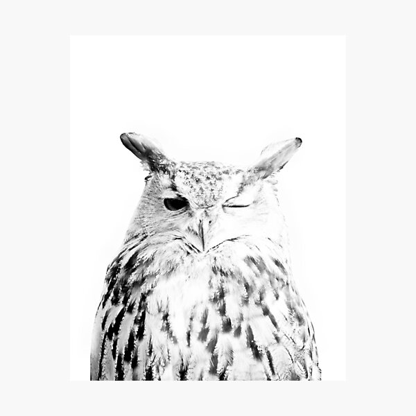 Owl print, Bird print, Scandinavian, Nordic, Marble, Trendy print, Styled, Scandinavian art, Modern art, Wall art, Print, Minimalistic, Modern Photographic Print