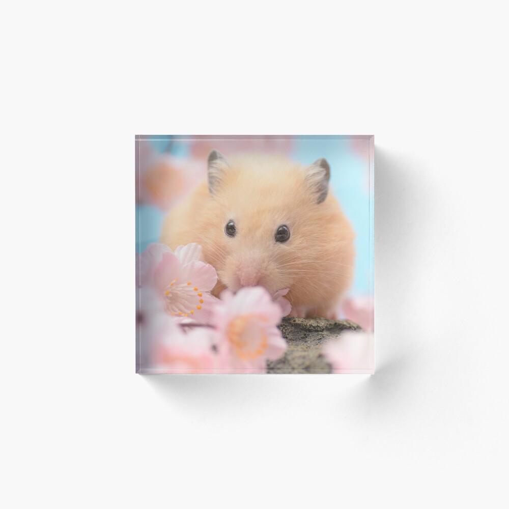 Impression Rigide Hamster Mignon Avec Des Fleurs Roses Par Cgroenewald Redbubble
