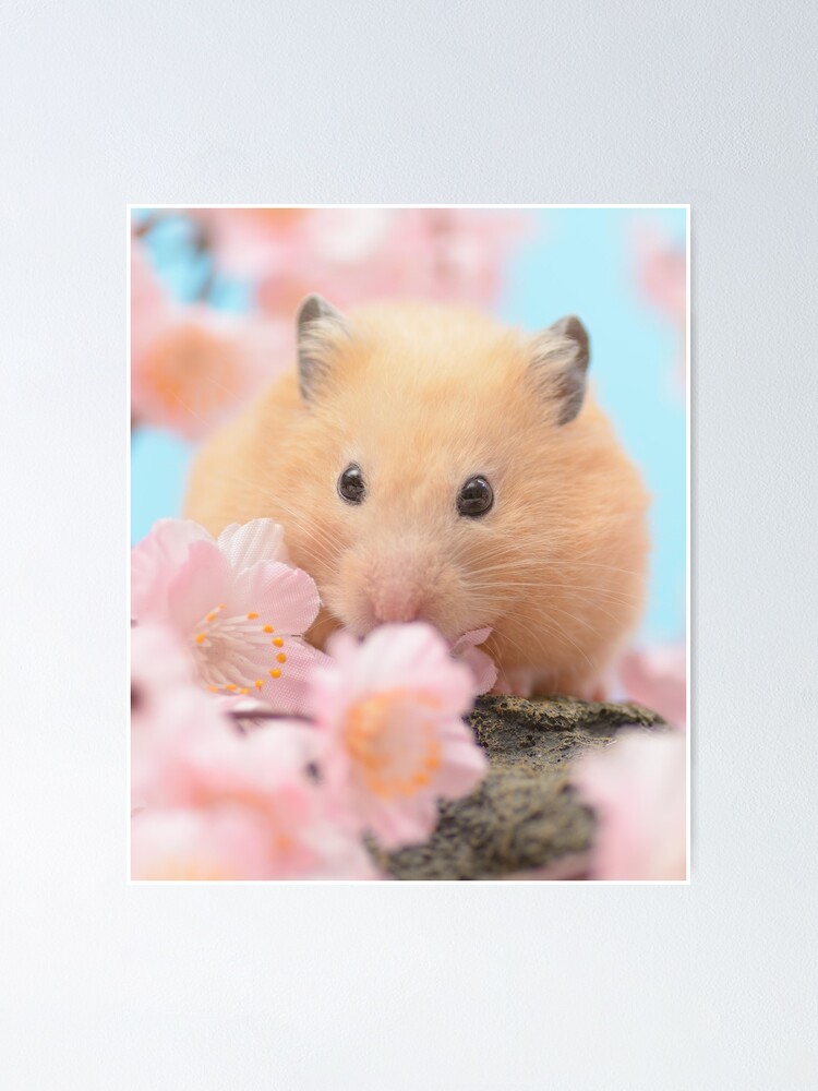 Póster «Lindo hámster con flores rosas» de cgroenewald | Redbubble Póster «Lindo hámster con flores rosas» de cgroenewald | Redbubble