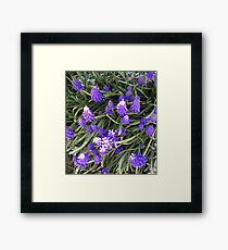 Lupin flowers Framed Print
