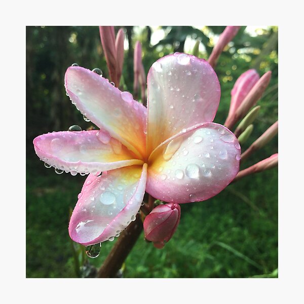 Artikelvorschau, Frangipani Brillanz entworfen und verkauft von Bee2deva.