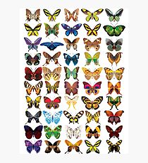 Butterflies Photographic Print