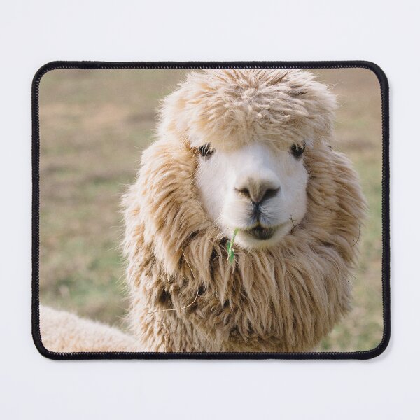 Item preview, Hey This Is An Alpaca, Not A Llama! - Thick Fur Funny Face on A Farm Chewing Grassroots - Funny Alpaca Face designed and sold by sthNnth.