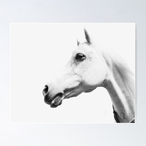 Item preview, Wild Horses, White horse, Horse print, Horse art, Wall art, Wall decor, Trendy print, Animal print, Interior designed and sold by juliaemelian.
