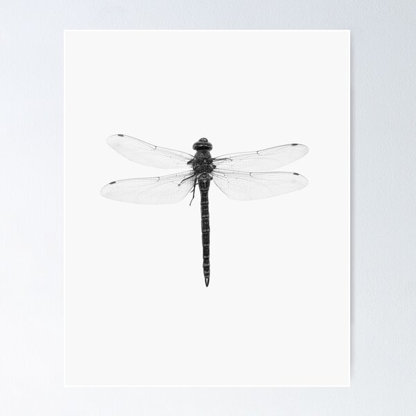 Item preview, Dragonfly print, Insect print, Scandinavian print, Scandinavian, Trendy print, Styled, Scandinavian art, Modern art, Wall art, Print, Minimalistic, Modern designed and sold by juliaemelian.