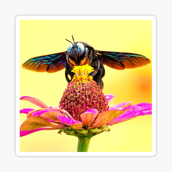 A scene with a beautiful bee Sticker