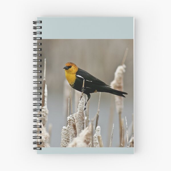 Artikelvorschau, Gelbköpfige Amsel entworfen und verkauft von Ken McElroy.