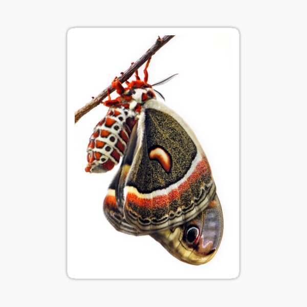 Cecropia Moth Close Up Sticker