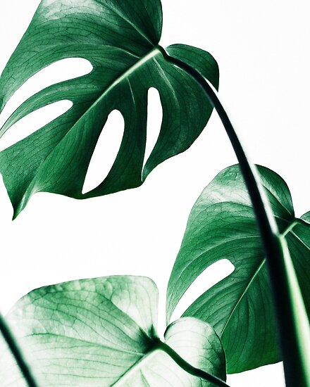 monstera leaves tropical leaves green leaves leaf modern art