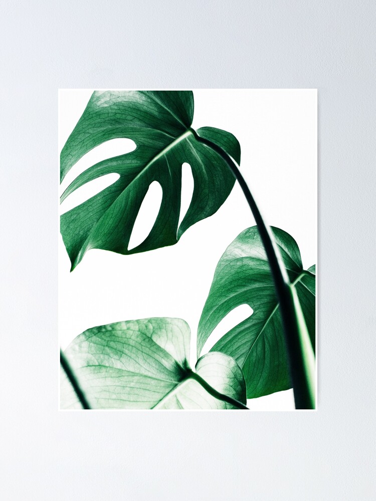 Alternative Ansicht von Monstera Blätter, tropische Blätter, grüne Blätter, Blatt, moderne Kunst, Wandkunst, Print, minimalistisch, modern, skandinavischen Druck Poster