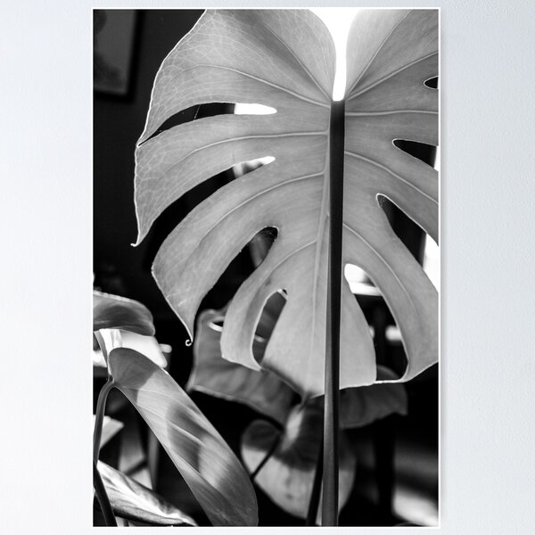 Item preview, Monstera  designed and sold by achapmanbrewer.
