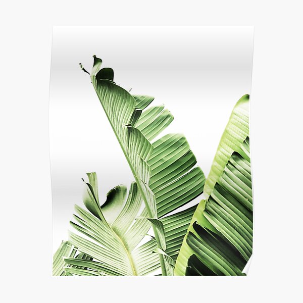 Palm Leaves Plant Leaf Greenery Earth Flat Lay Palms Plants Digital Download Minimal Wall Art Design Printable Wall Art Christian Store