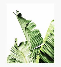 Banana leaves,Tropical leaves, Green leaves, Leaf, Modern art, Wall art, Print, Minimalistic, Modern, Scandinavian print Photographic Print