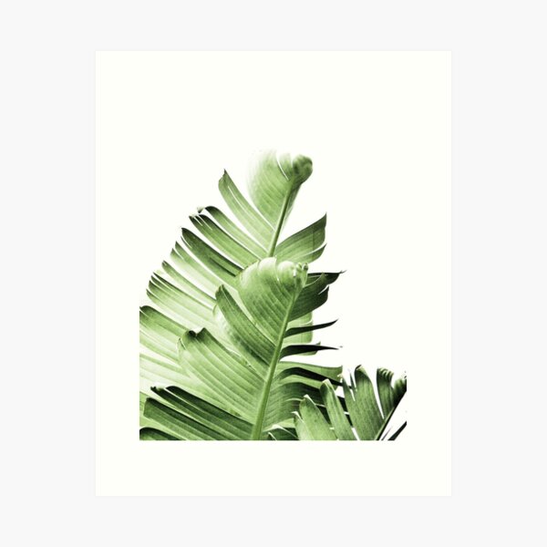 Item preview, Banana leaves,Tropical leaves, Green leaves, Leaf, Modern art, Wall art, Print, Minimalistic, Modern, Scandinavian print designed and sold by juliaemelian.