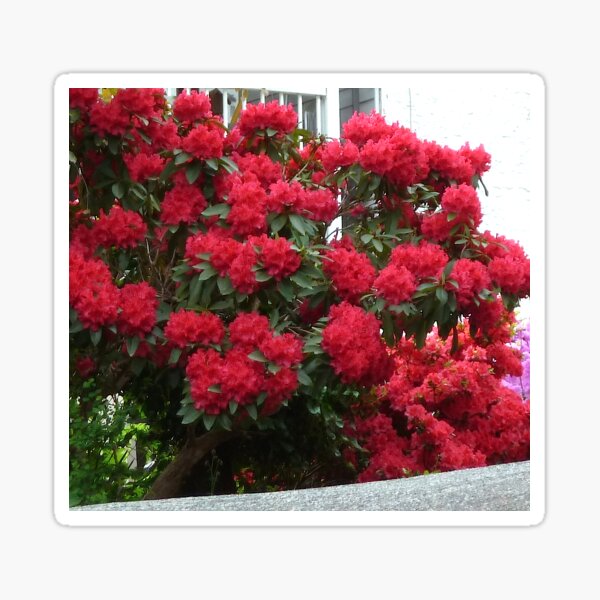 Rhododendron Sticker