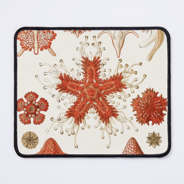 Item preview, Starfish Chart Illustration designed and sold by Vintage Wall Art.