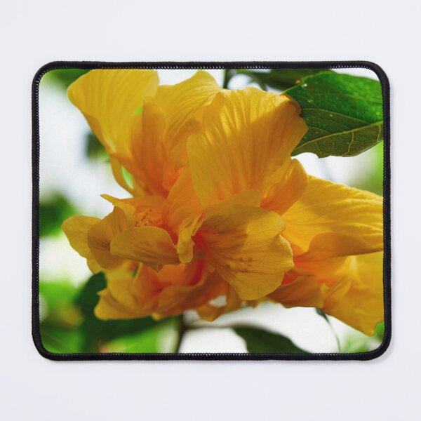 Item preview, Deep yellow. Chinese hibiscus designed and sold by Jouko Lehto Photography.