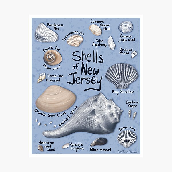 Item preview, Shells of New Jersey designed and sold by glachhabria.