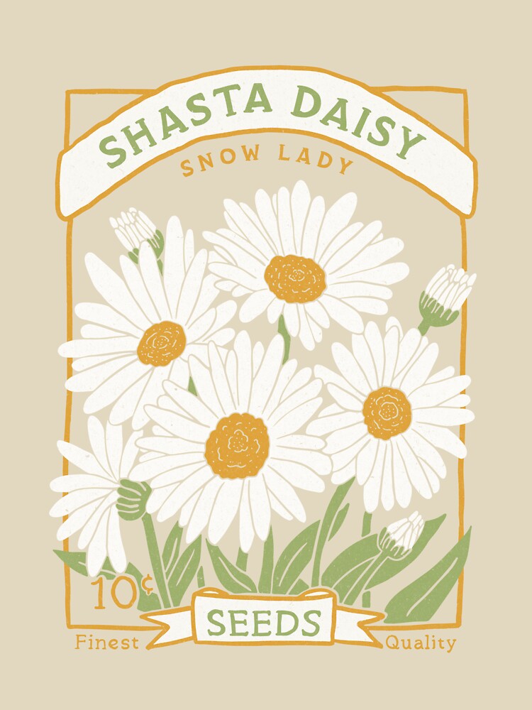 Shasta Daisy, Snow Lady