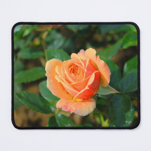 Item preview, Rose the designed and sold by AHELENE.