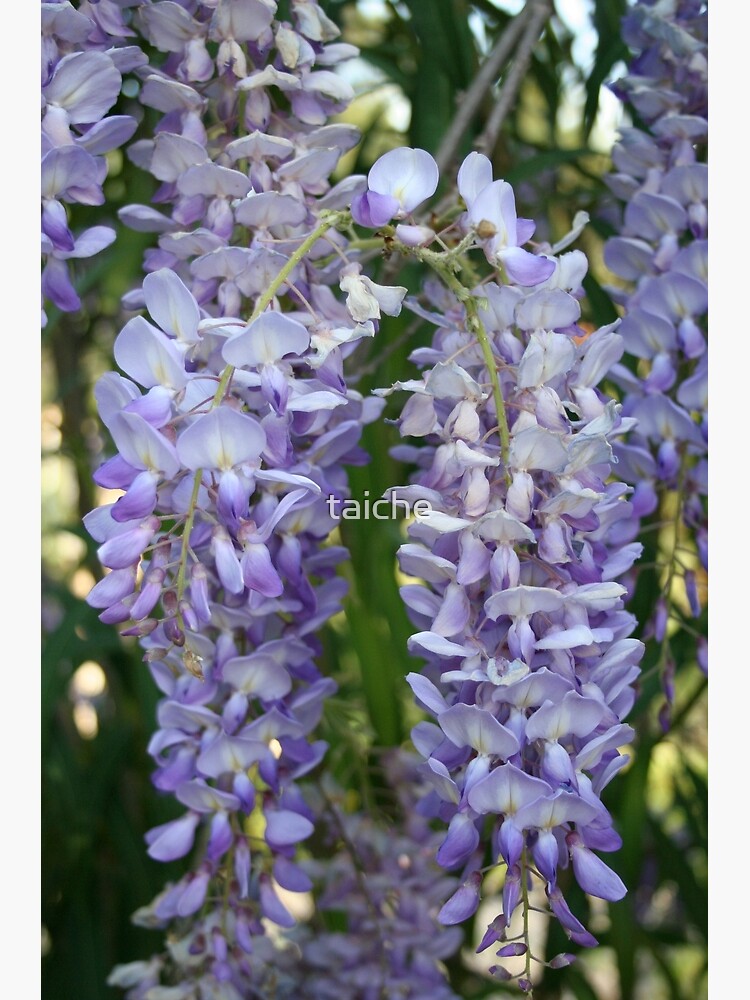 "Drooping Clusters Of Lilac Wisteria Photograph" Poster by taiche
