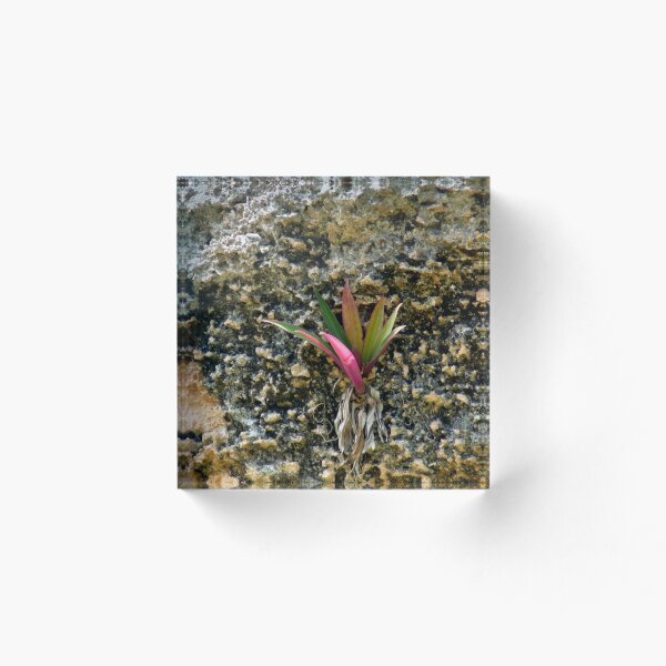 Item preview, Beach Sprout designed and sold by John Golden.