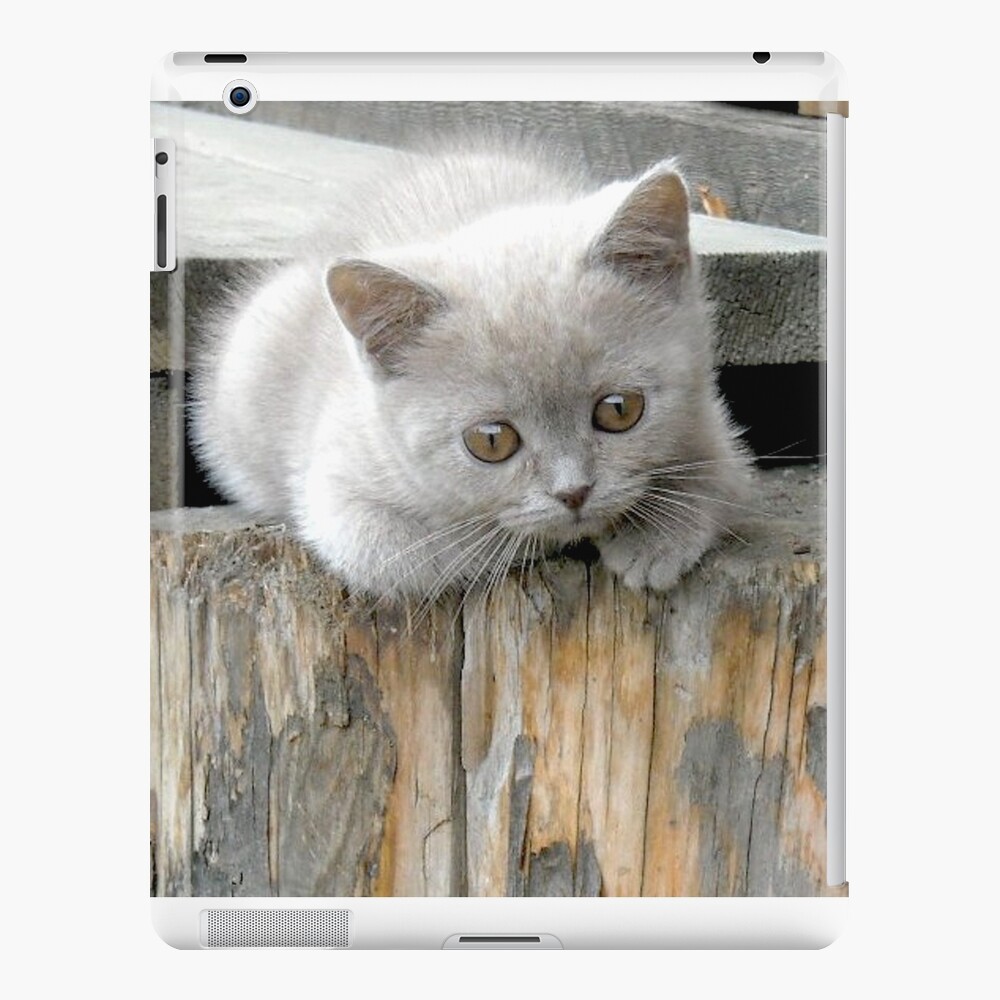 British cat iPad Case & Skin