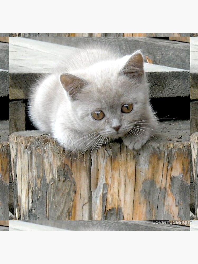 British cat by Lovemydesigns