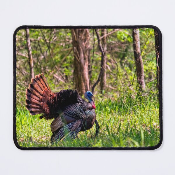 Item preview, Wild Turkey Tom Courtship Display designed and sold by Thymely.