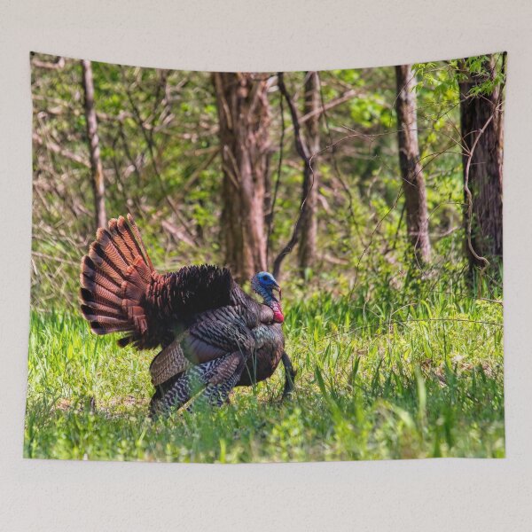 Item preview, Wild Turkey Tom Courtship Display designed and sold by Thymely.