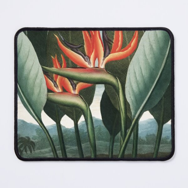 Item preview, The Queen - The Temple of Flora Botanical Print designed and sold by Vintage Wall Art.