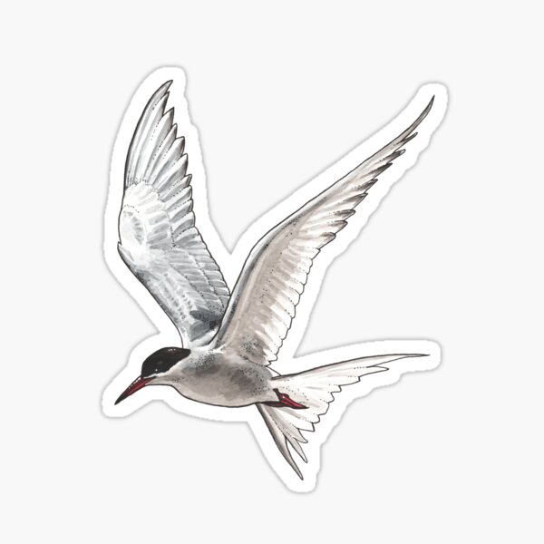 Item preview, Arctic Tern designed and sold by watercolor-em.