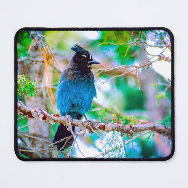 Artikelvorschau, Stellers Jay Photograph entworfen und verkauft von alpendesigns.