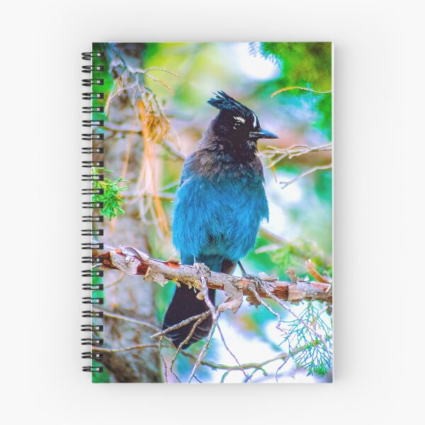 Item preview, Steller's Jay Photograph designed and sold by alpendesigns.
