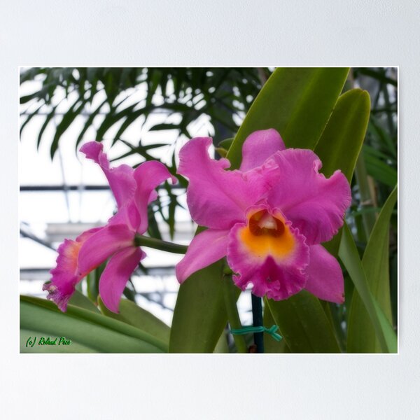 Item preview, Morning Fantasy designed and sold by photorolandi.