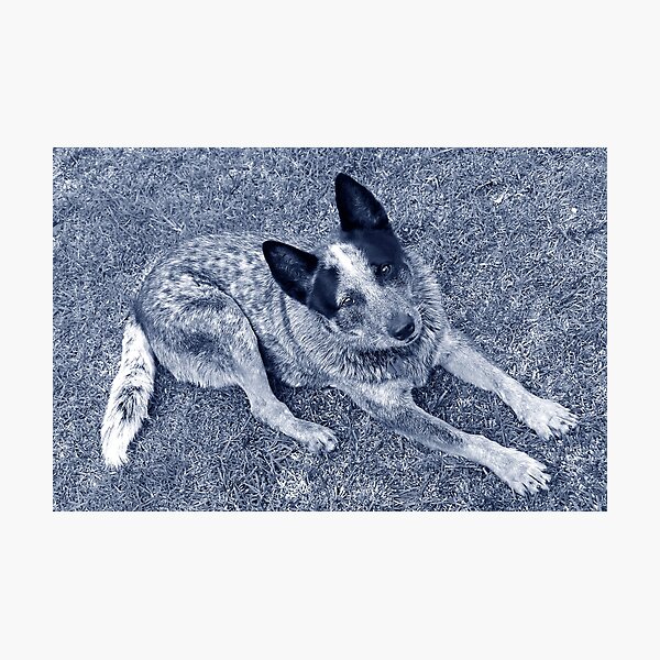 Item preview, Blue Heeler designed and sold by Maggie Hegarty.