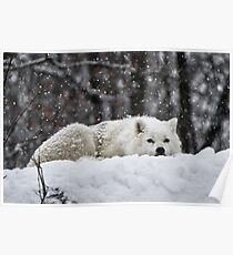 Dreams Of Warmer Weather Poster