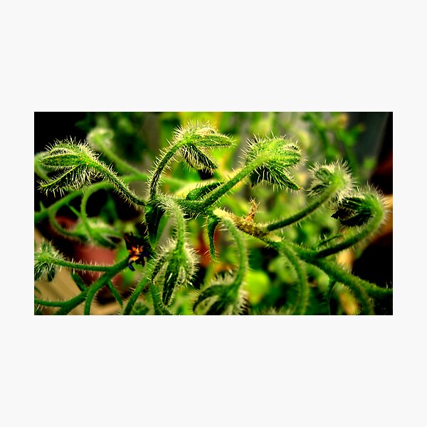 Item preview, The Laughing Plant designed and sold by Tom Newman.