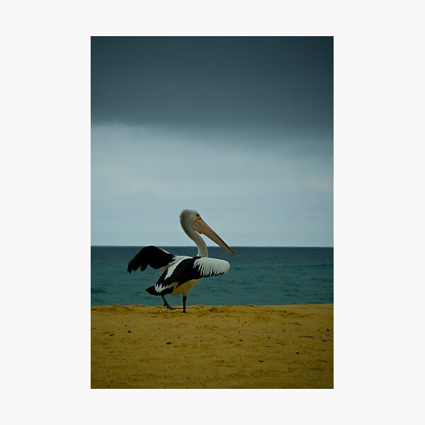 Item preview, Mr Pelican designed and sold by HoaK.